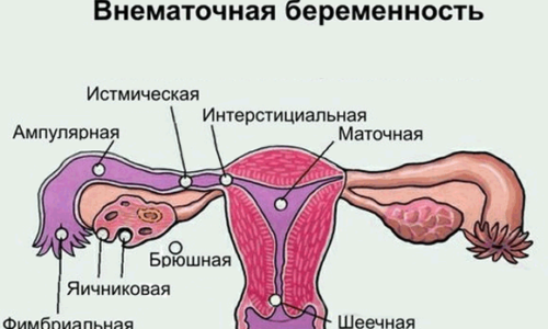 Особенности 2 месяца беременности