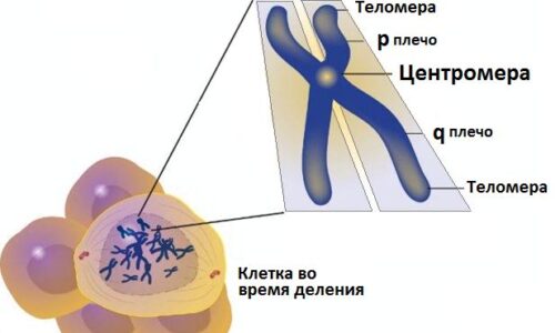 Калькулятор овуляции: рассчитываем дни для зачатия девочки